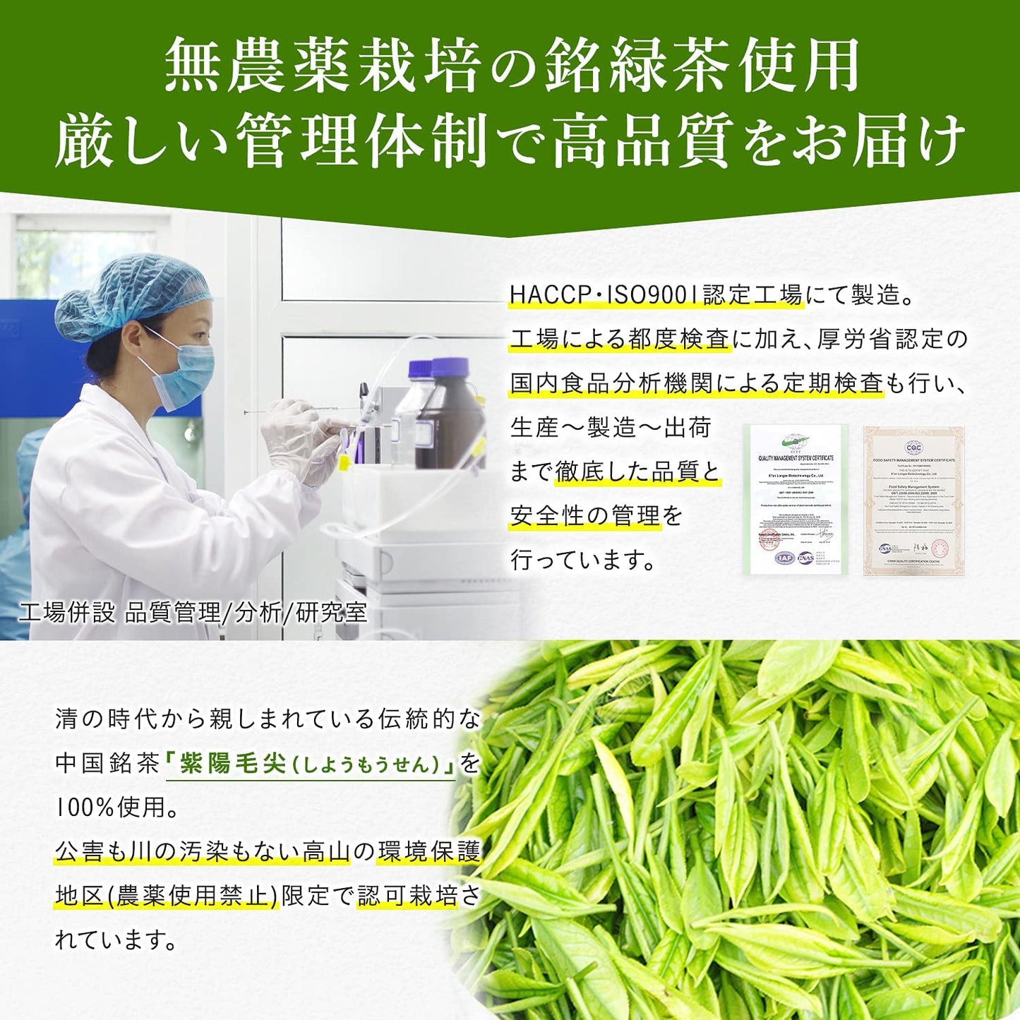 茶カテキン粉末 超高濃度